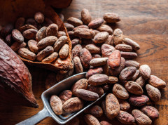 Kakao najjeftiniji na svetskim tržištima u poslednje skoro dve godine