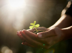 Cene reprodukcionog materijala u poljoprivredi smanjene za 6,2 odsto