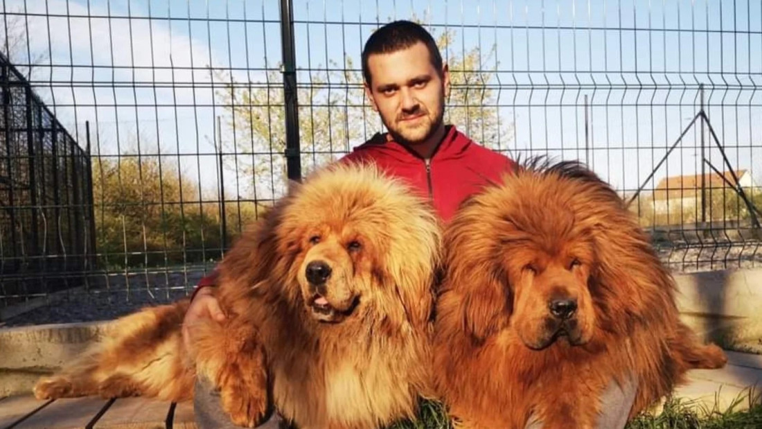 Arsići iz Kraljeva gaje tibetanske mastife