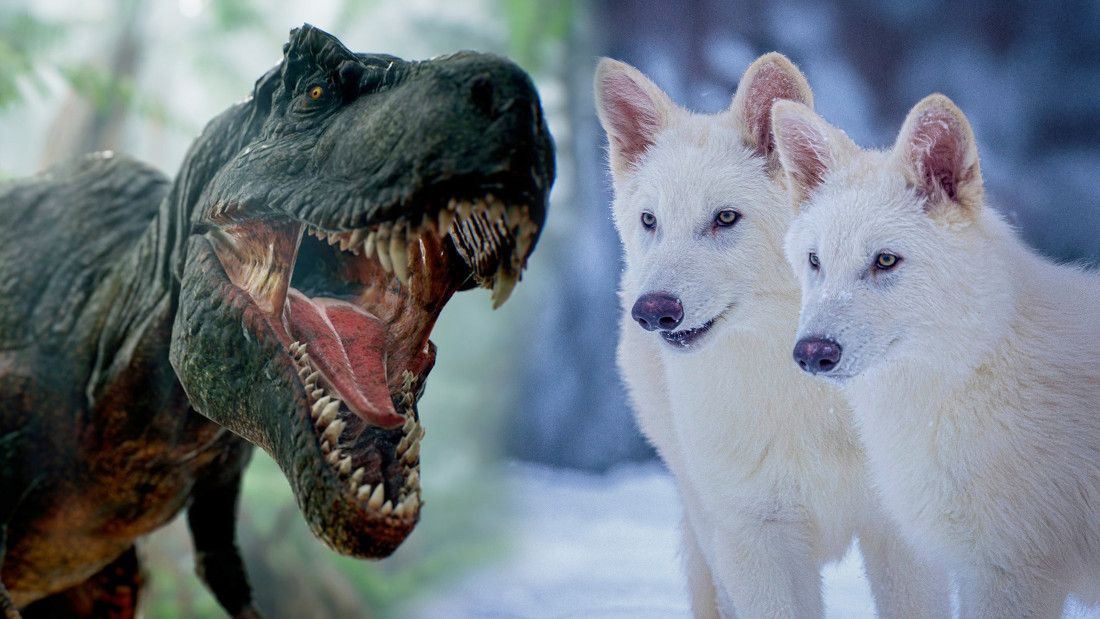 Oživljeni strašni vukovi i šansa za kloniranje T-rexa