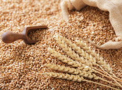 Rusija prodaje pšenicu ukradenu iz Ukrajine u 70 zemalja širom sveta