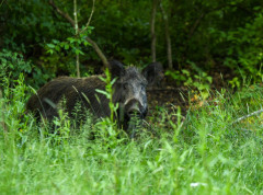 Potvrđen slučaj afričke svinjske kuge kod divlje svinje u Srpcu