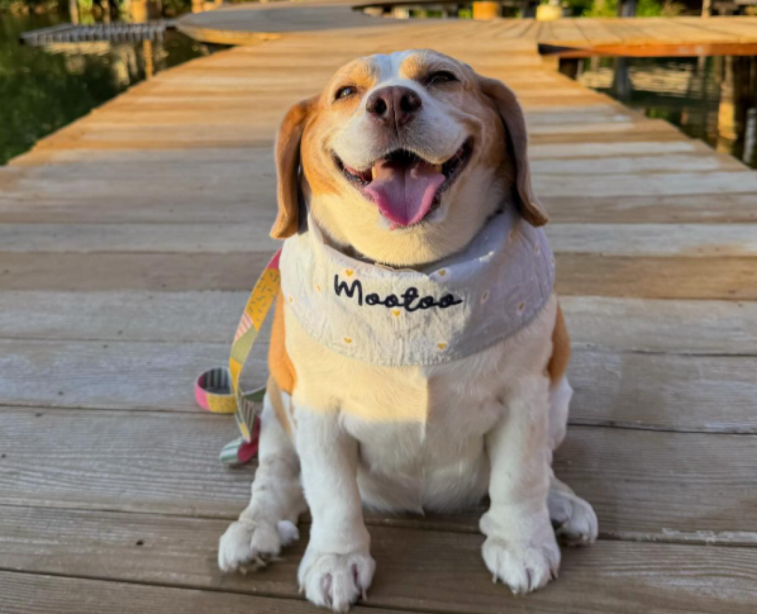 Viralni pas Big Mutu