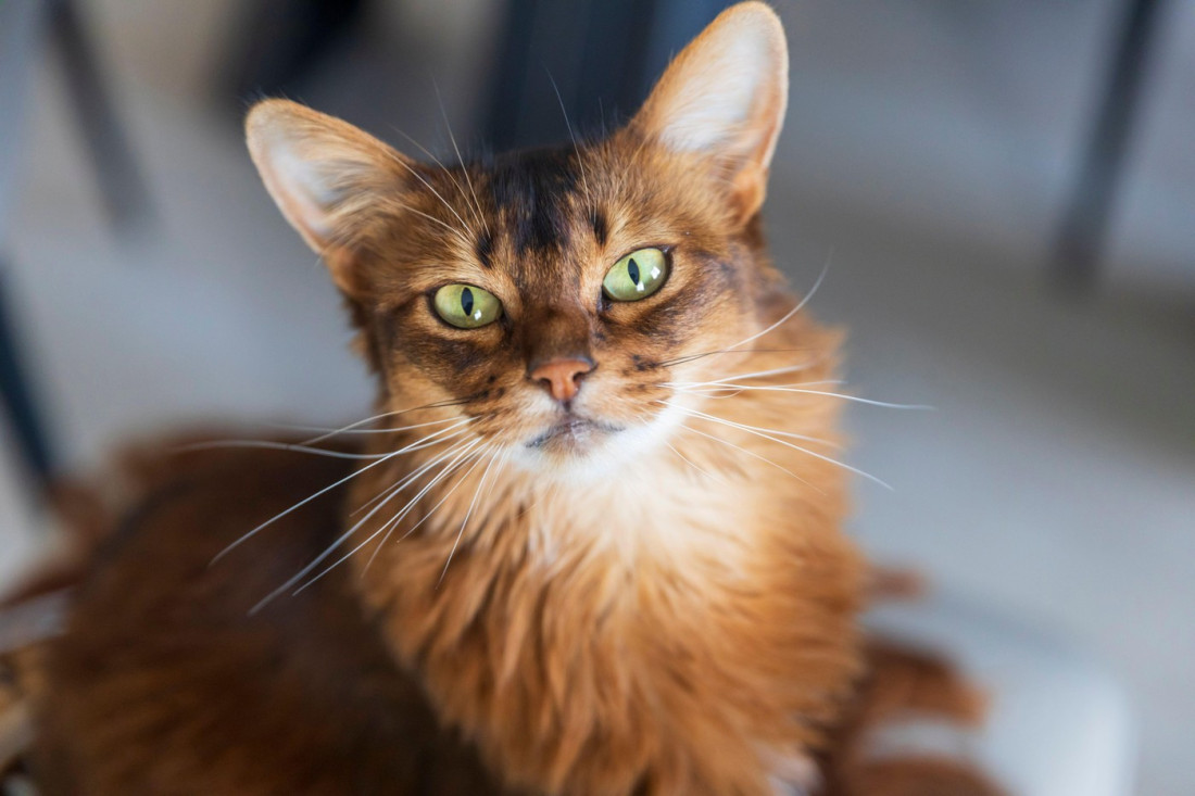 Sve što treba da znate o somalijskoj mački