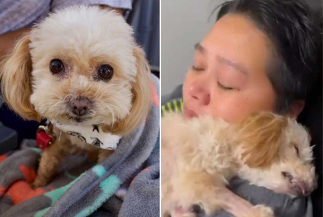 Pas Luna se čudesno oporavio pre eutanazije