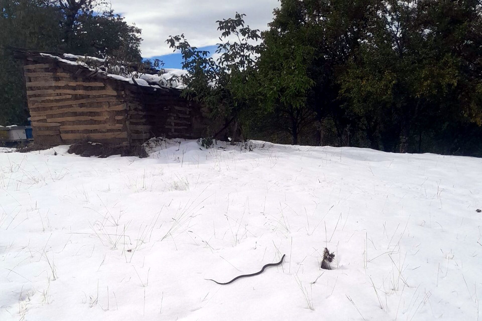 Iznenađenje u Igrištu: Zmija Usred Snega