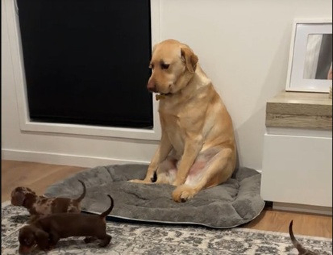 Labrador ne želi da čuva štence