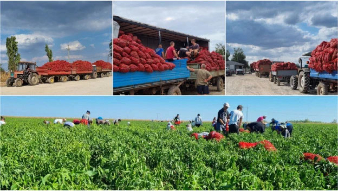 Vojvođanska paprika vladar evropskog tržišta