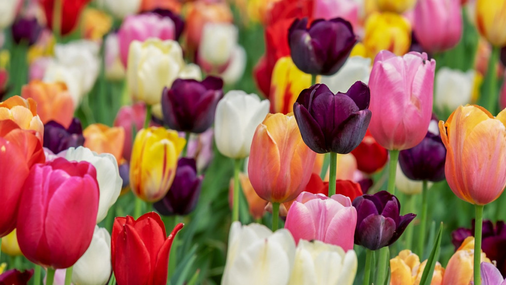 Holandske lale osvajaju svet