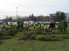 JKP „Zelenilo-Beograd“ organizovalo sadnju iskorišćenih prazničnih jelki sa busenom
