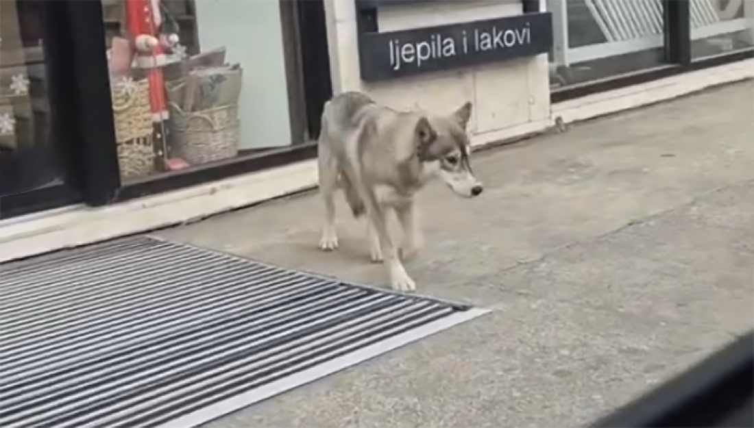 Nepoznata životinja snimljena na ulicama Podgorice