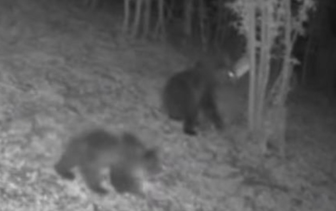 Dva medveda u šetnjici na Tari: Snimile ih kamere (VIDEO)