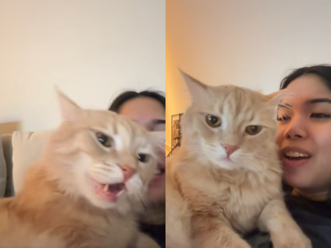 Mačka koja peva zajedno sa svojm vlasnicom