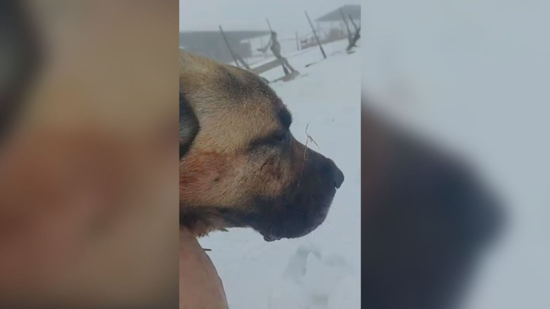 Pas na Pešteru spasao ovce od vuka