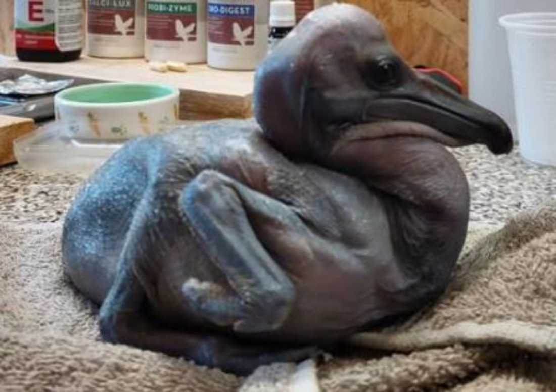 Beba u zoo-vrtu pelikan