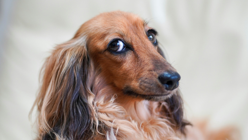 Ljubimci više ne moraju da ostaju sami, dok su vlasnici na poslu: Beograd dobio "vrtić" za pse (VIDEO)