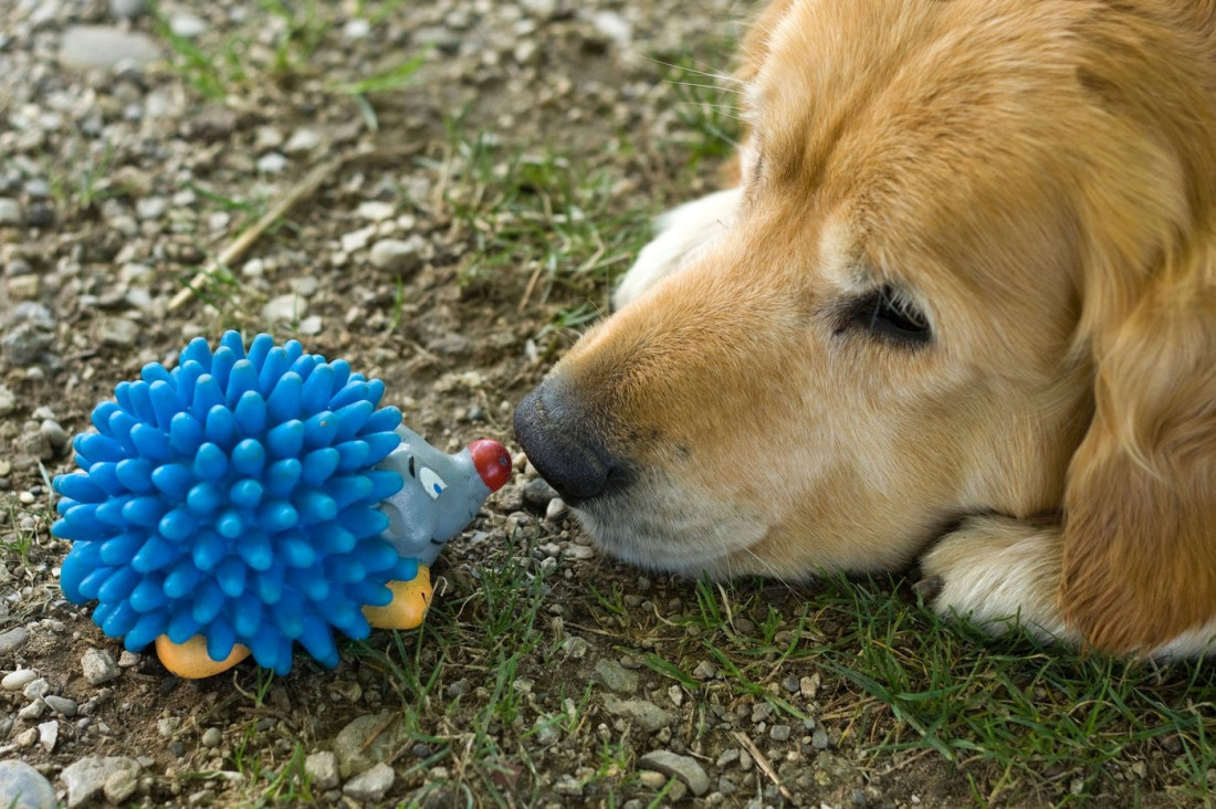 Zašto se psi vezuju za igračke