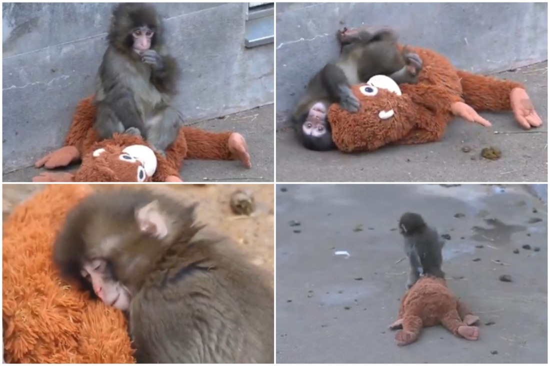 Majmunče Panč kome je mama plišana igračka