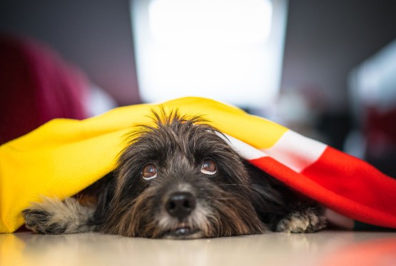 Zvuk koji psima stvara najveći stres, a nije vatromet