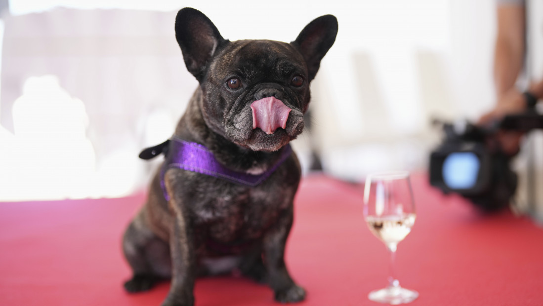 Britanija na korak do zabrane 67 rasa pasa