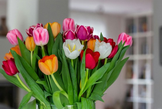 Tulipani u vazi mogu izgledati svježe i do 10 dana, evo kako