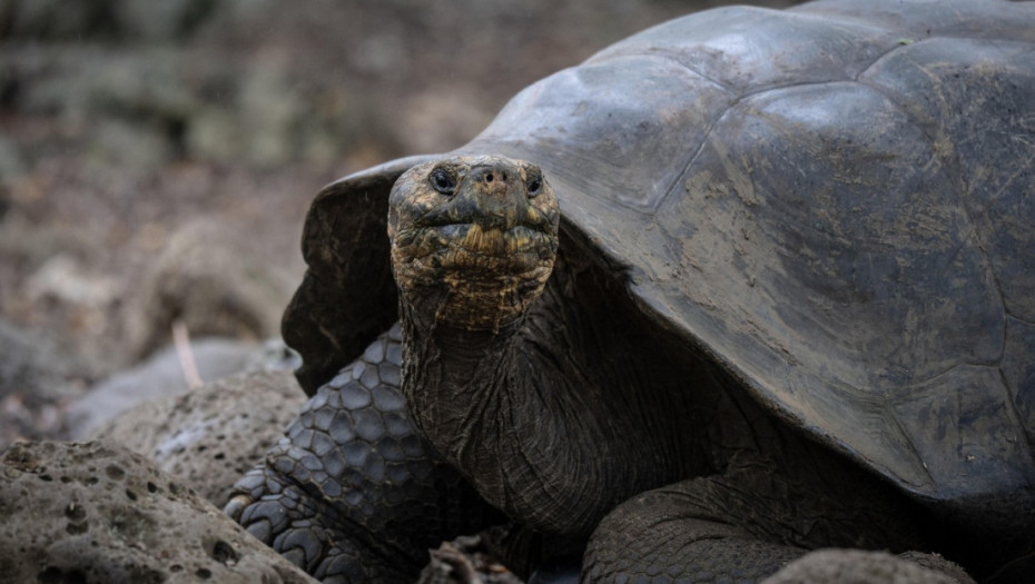 Najstarija kornjača u prevari lažno proglašena mrtvom