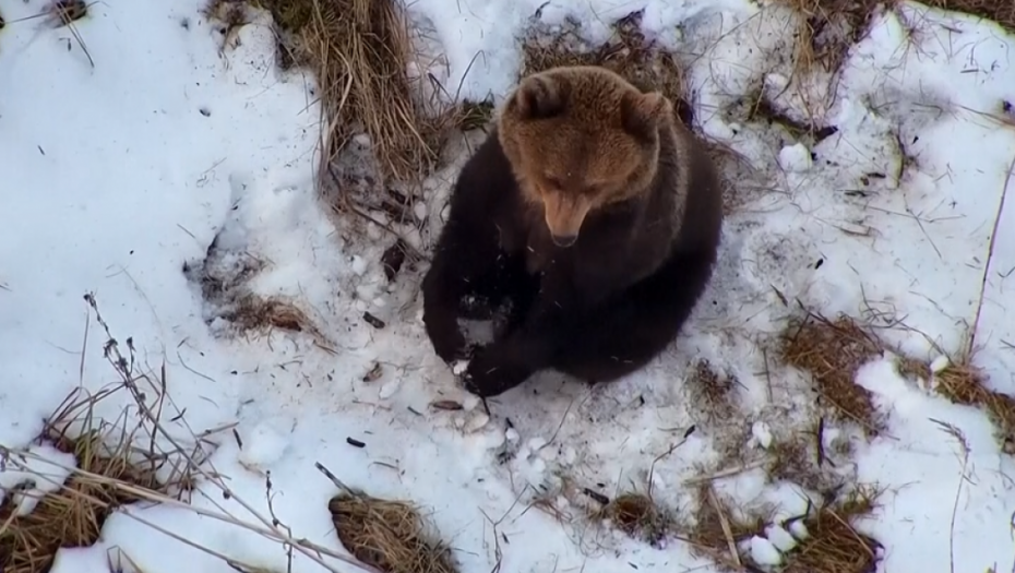 Medved primećen u Severnoj Makedoniji, oprez građanima