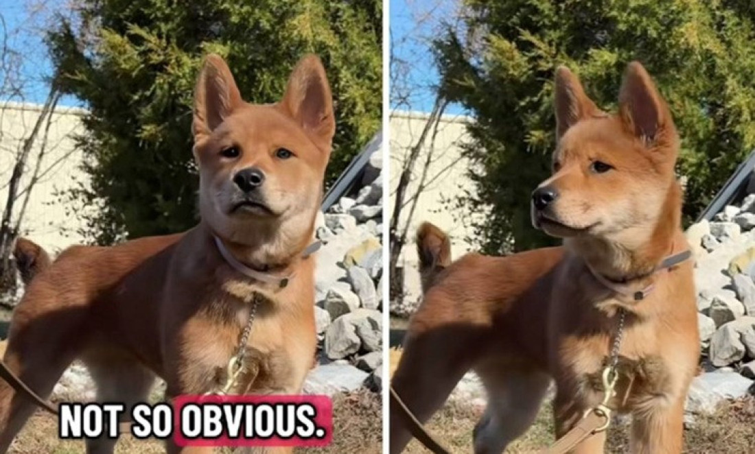 Koje dve rase ima ova mešanka