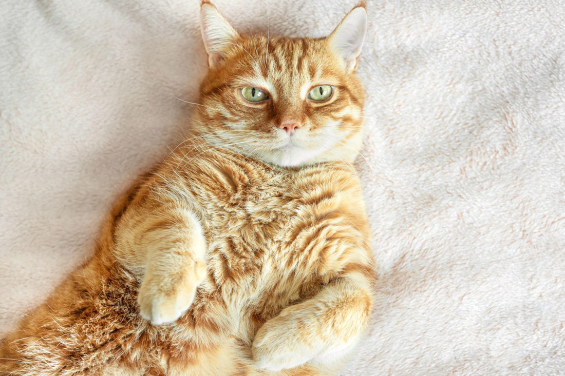 Dva mačka traže svoj novi dom