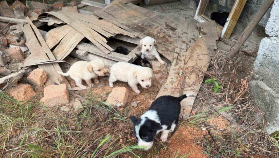 Grupa Lozničana udružila se u ljubavi prema napuštenim životinjama (FOTO)