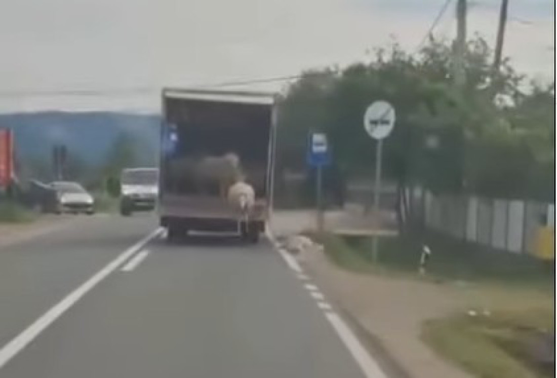 Jeziv snimak iz Kruševca: Životinje padale iz kamiona kao domine, javnost šokirana! (VIDEO)